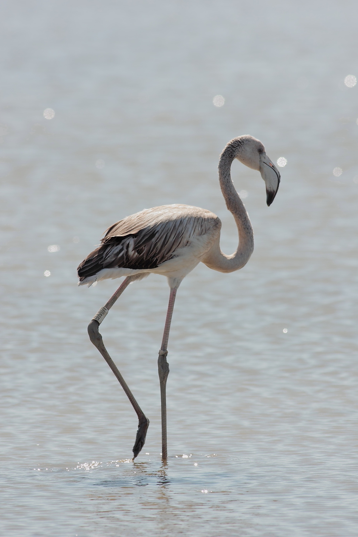 phoenicopterus roseus juv.