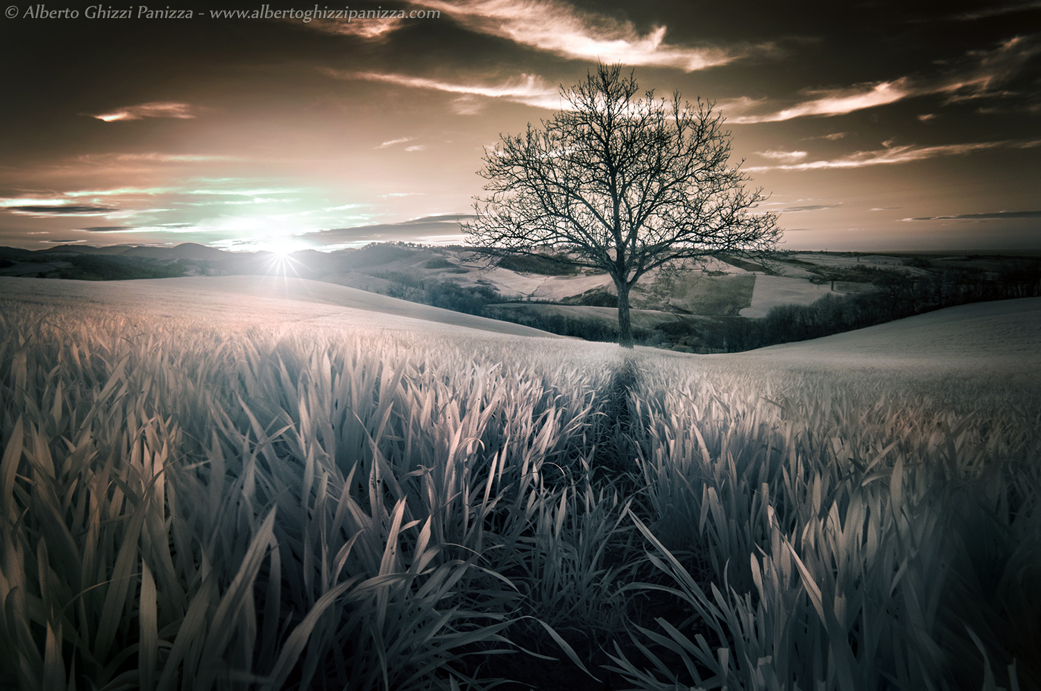 Il sentiero verso il mio albero