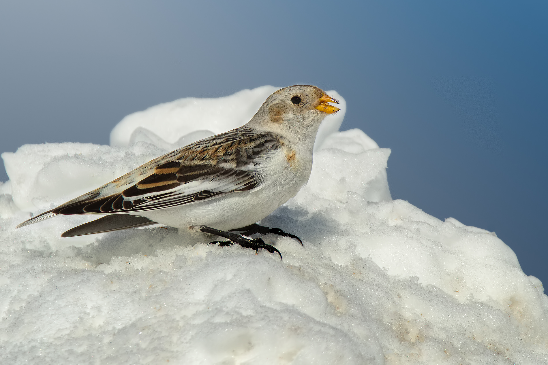 Bunting # 4 (Front focus)