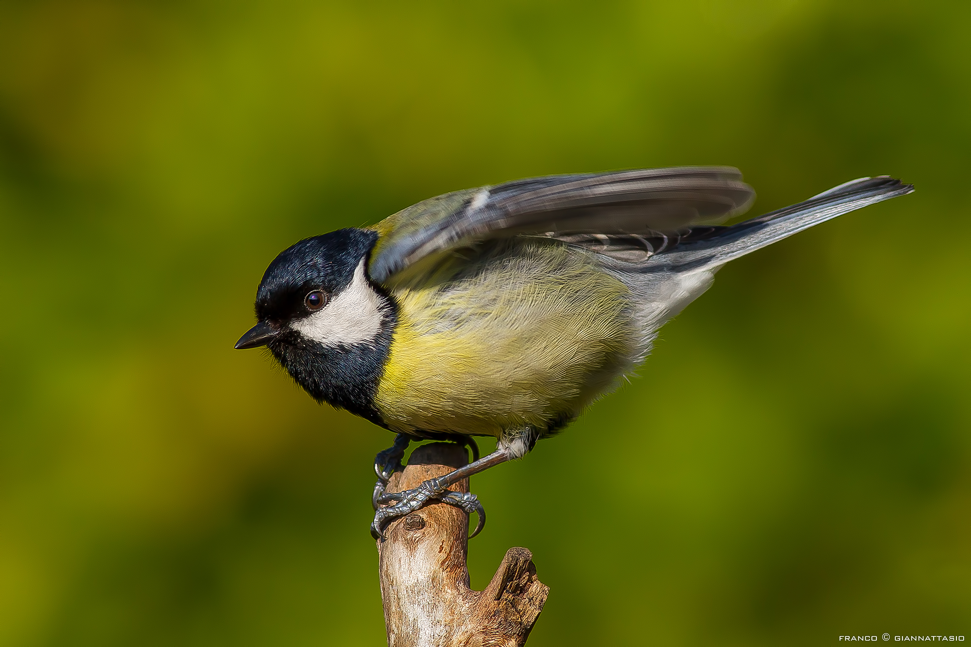 Great Tit.