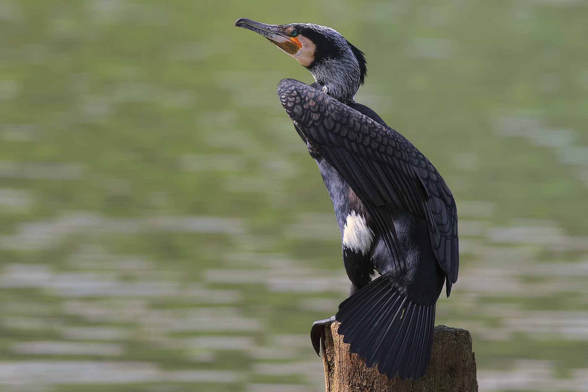 Cormorano