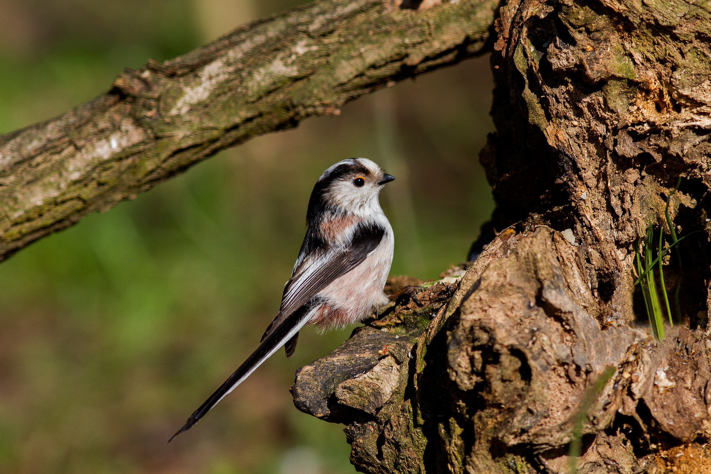 Long-tailed Tit