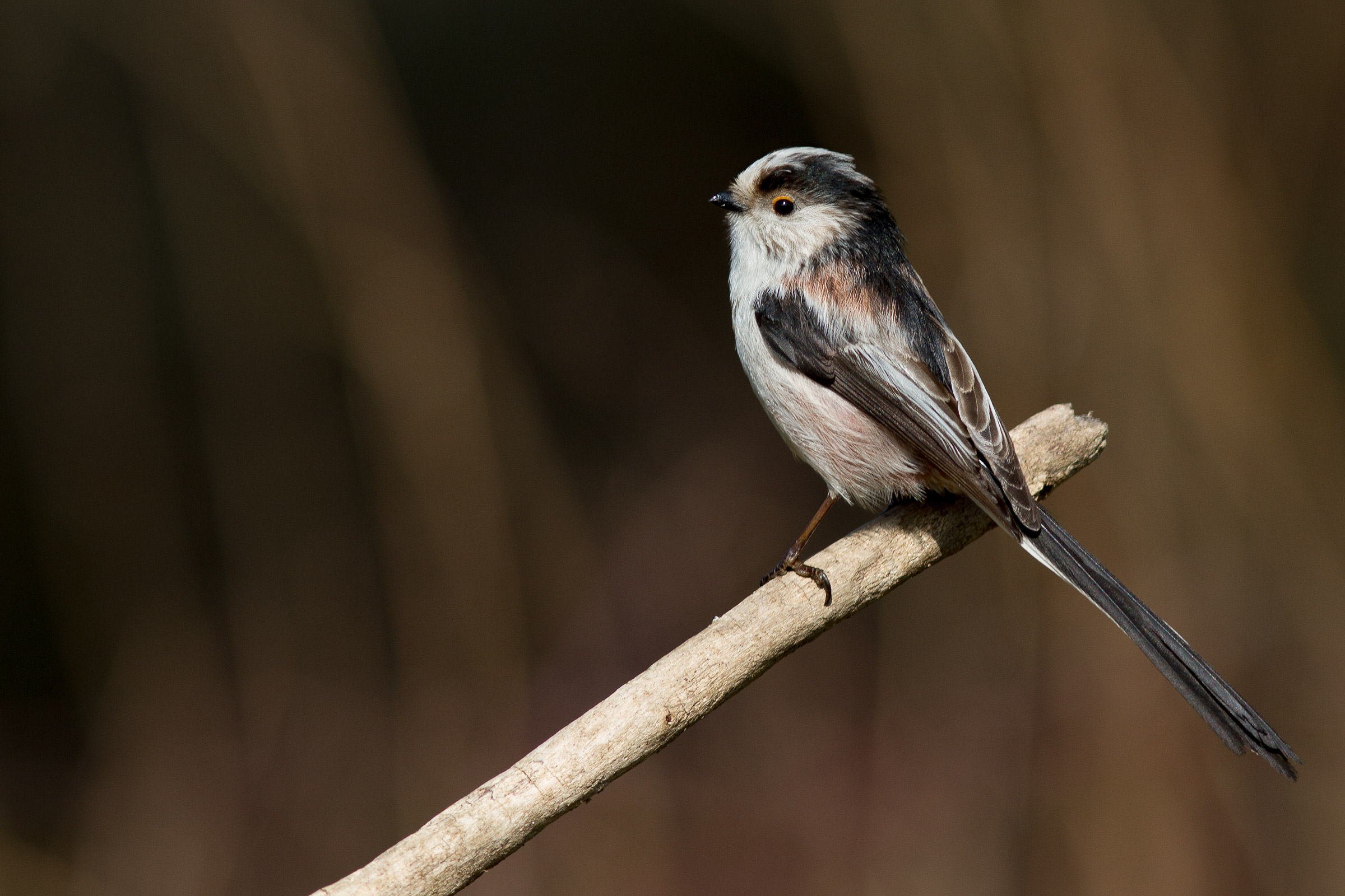 Long-tailed Tit