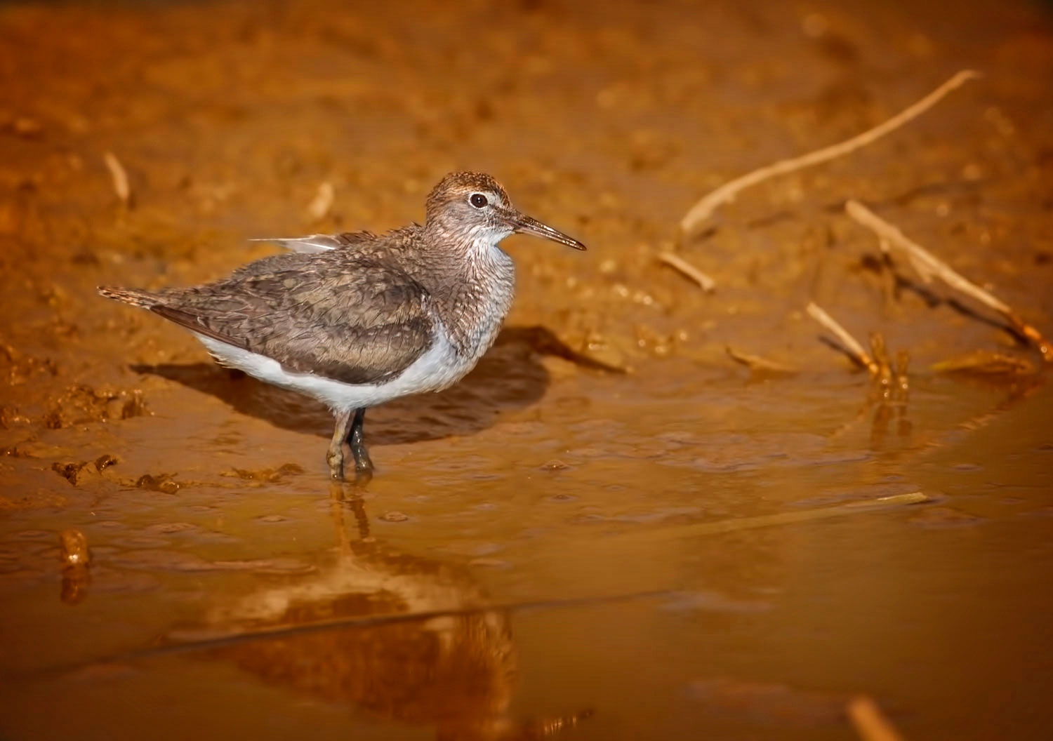 sandpipers wheatear