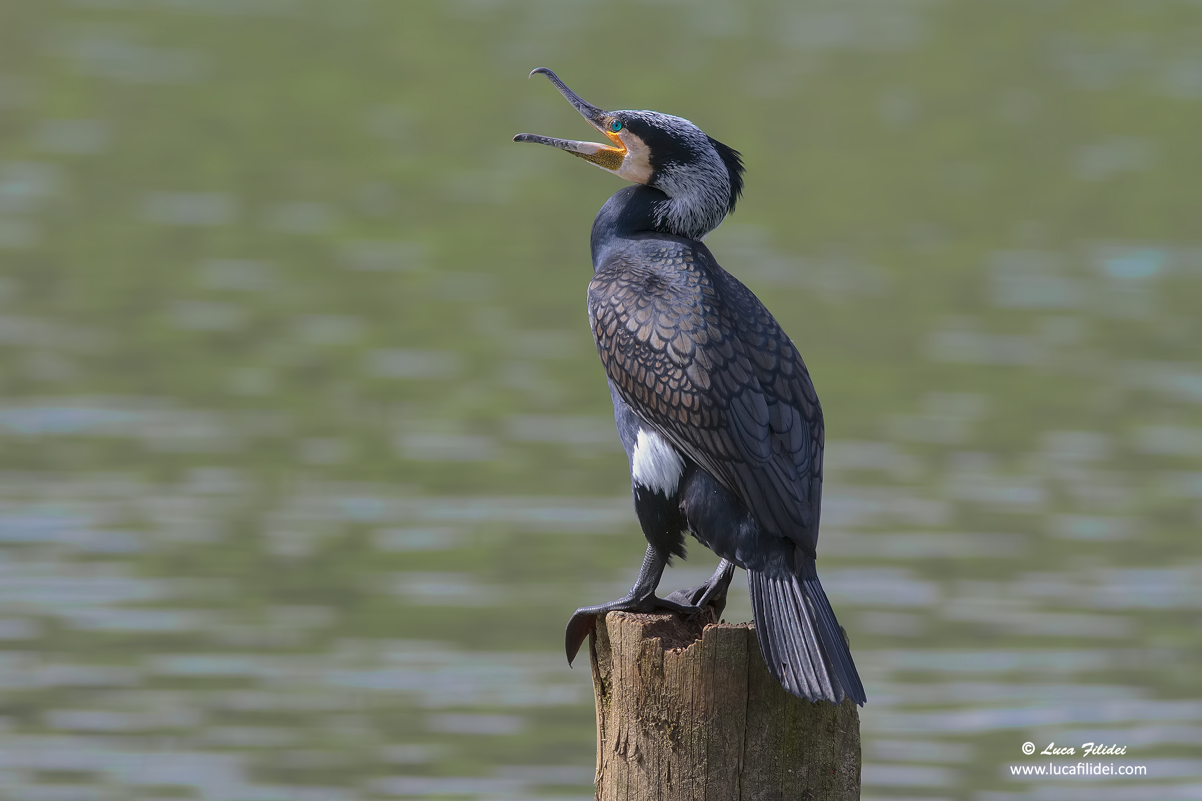 Cormorano in abito