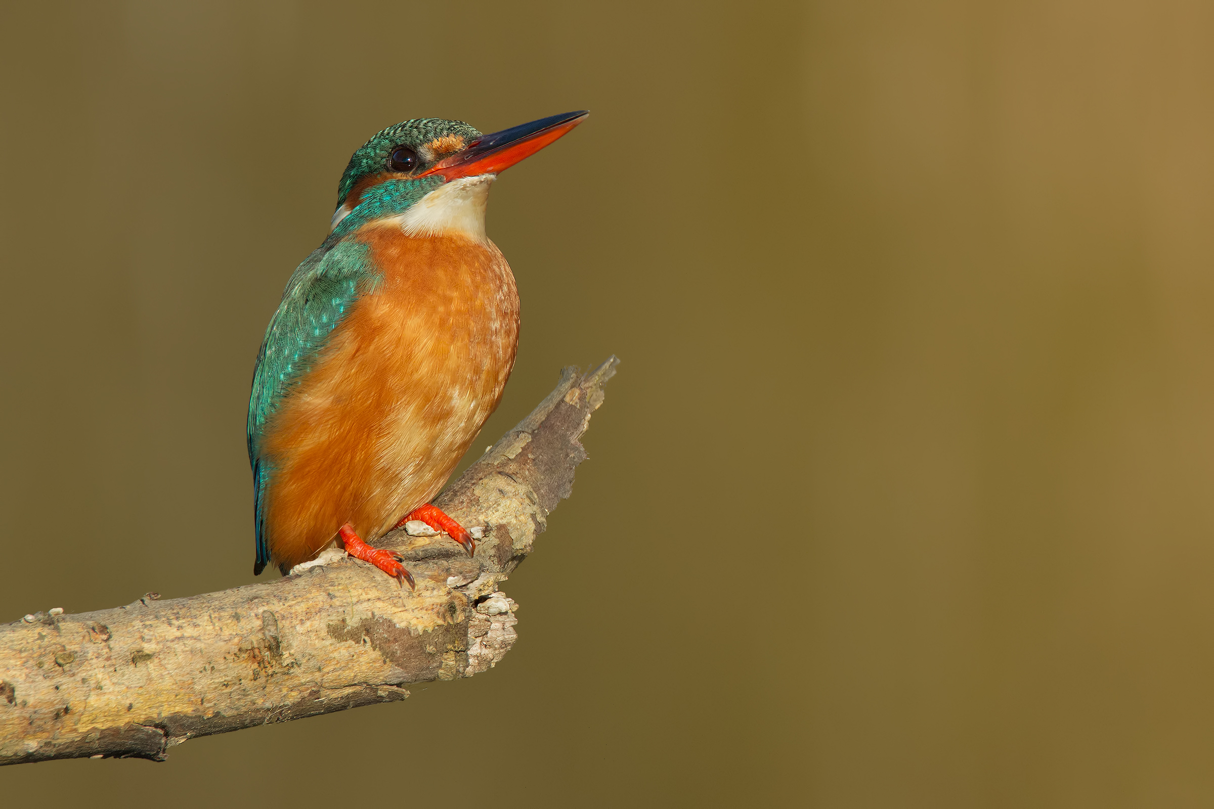 Martino con Tamrex a 600mm -No Crop -