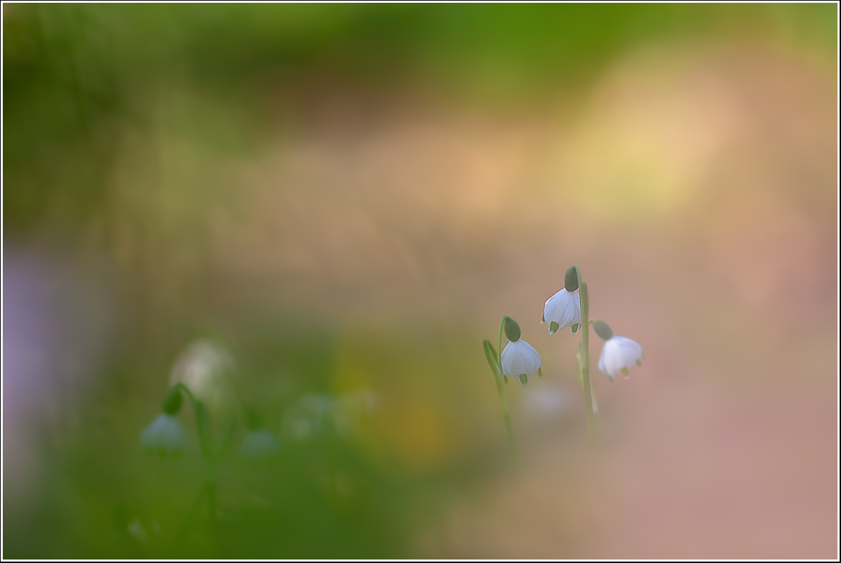 Leucojum vernum