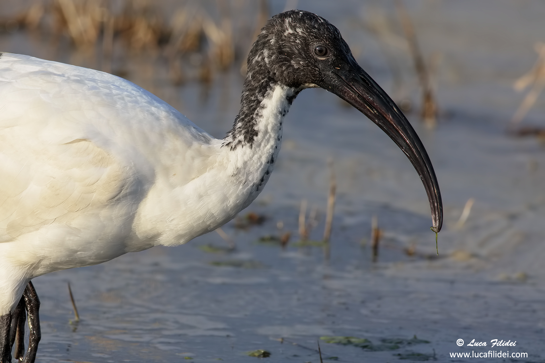 Sacred Ibis