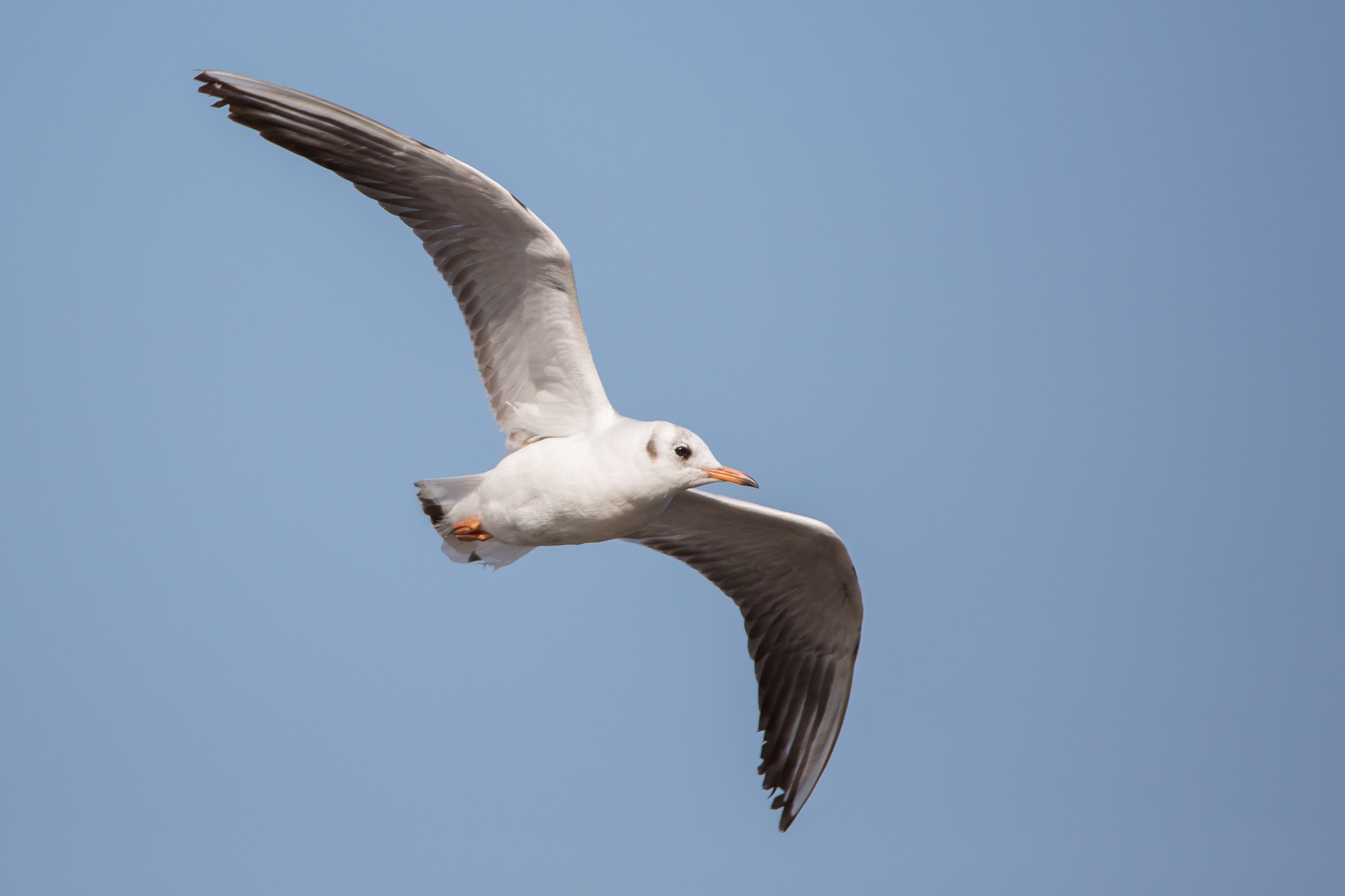 Gull @ 600mm