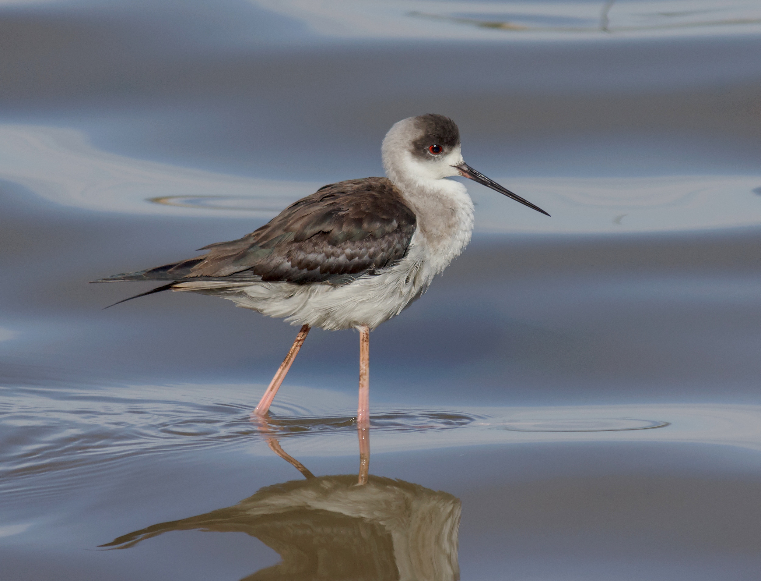 Piccolo cavaliere...