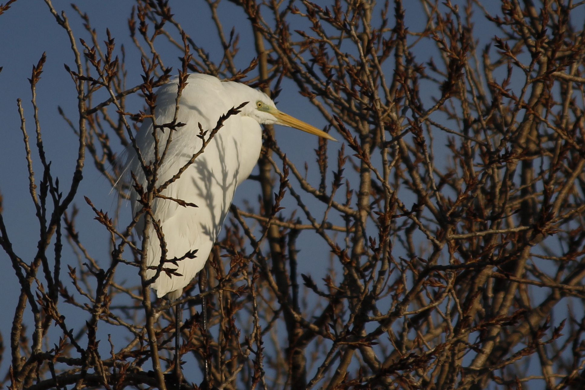 white heron