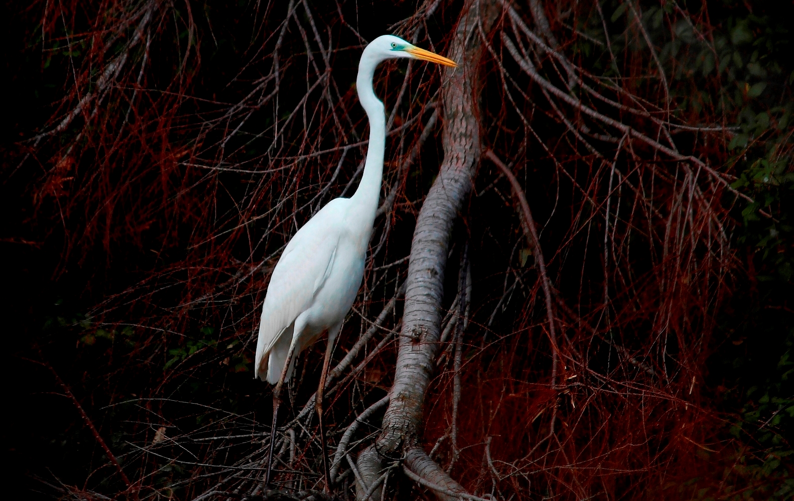 white heron