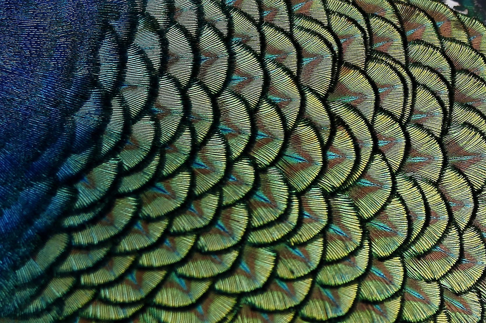 backs of Peacock