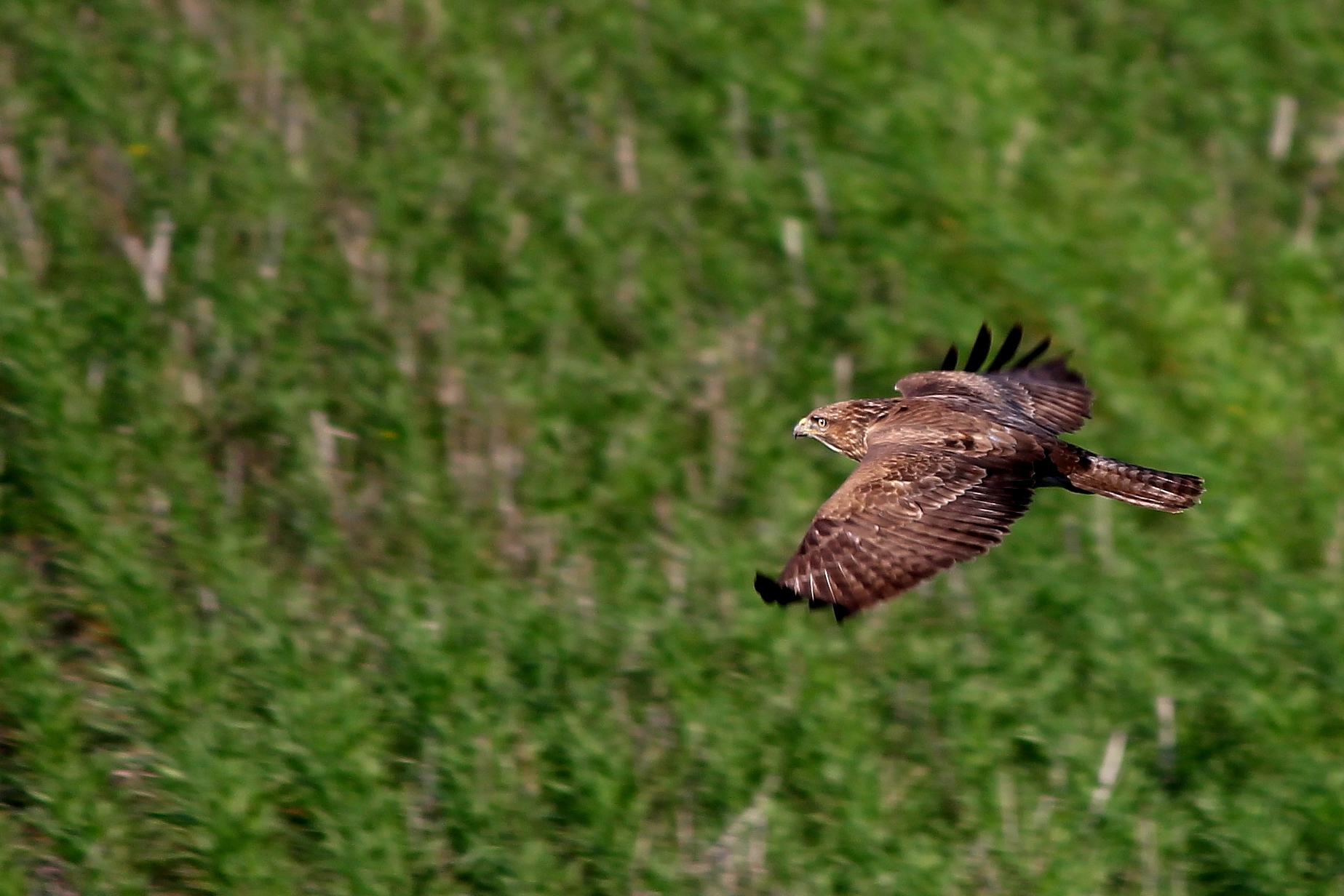 poiana sull'autostrada Roma Fiumicino