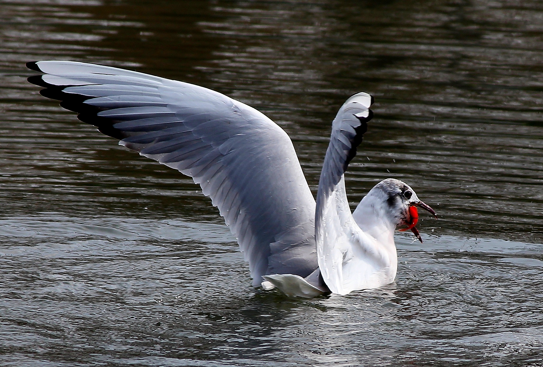 caught with the goldfish in his mouth