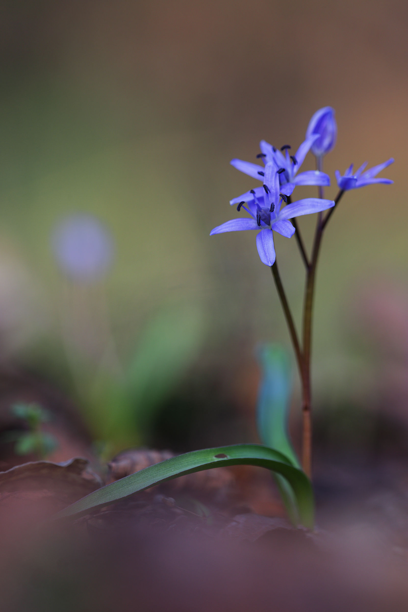 Scilla bifolia