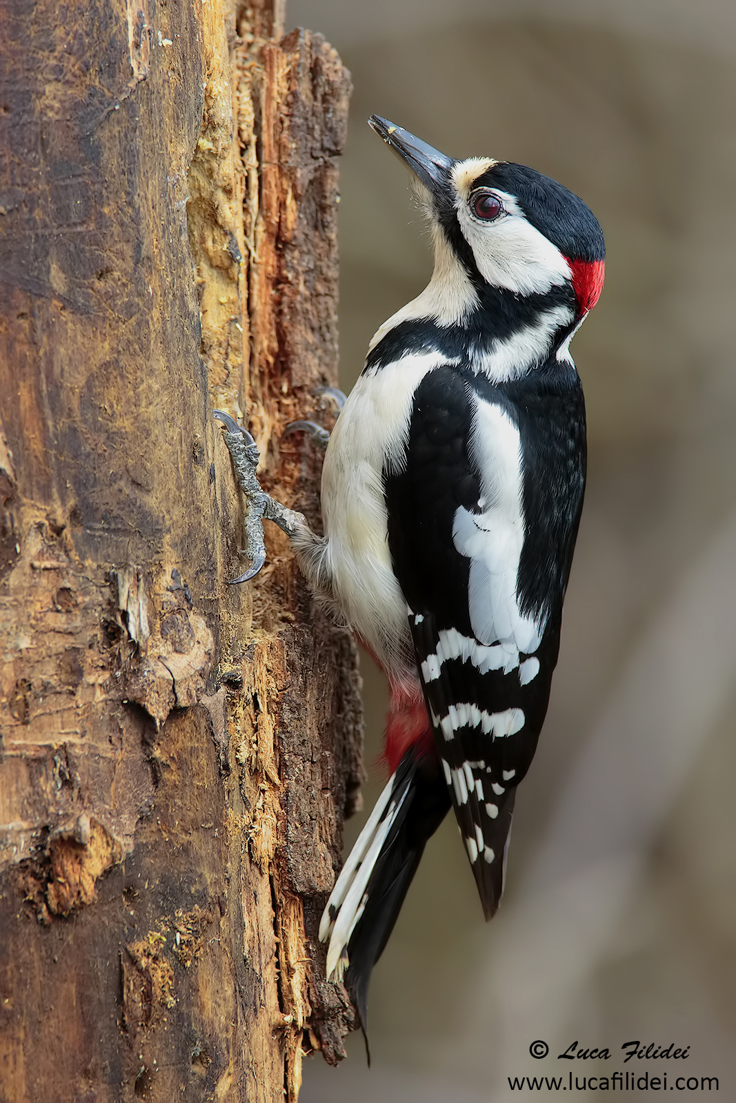 Picchio Rosso Maggiore