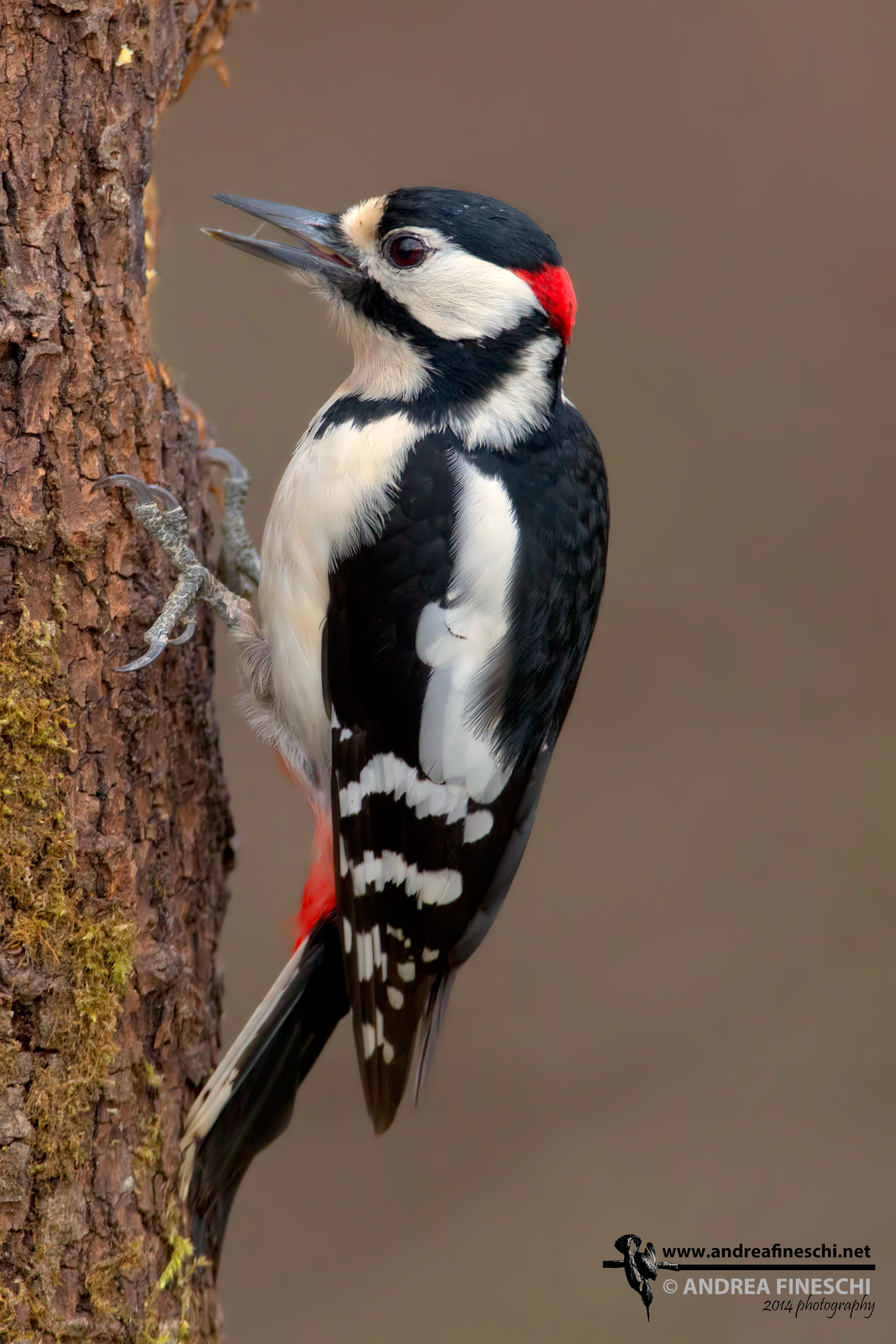 Maschio di picchio rosso maggiore