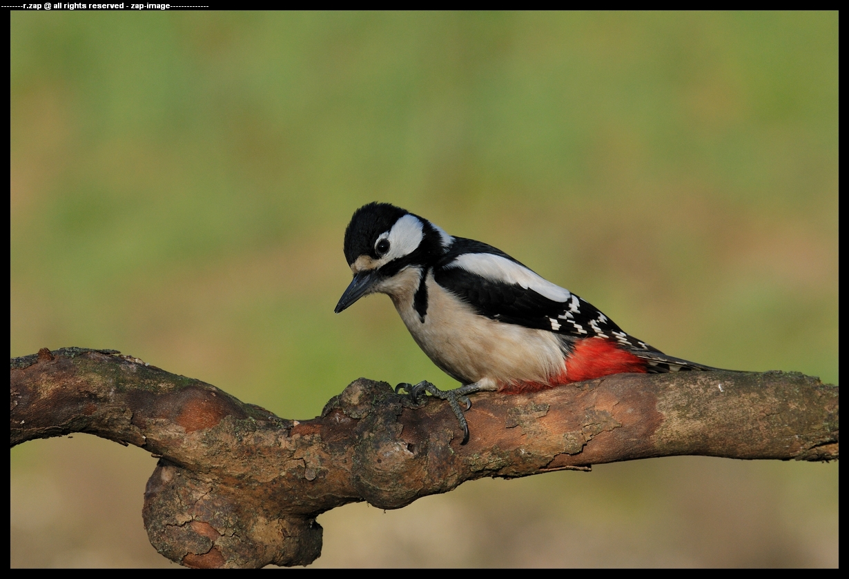 woodpecker