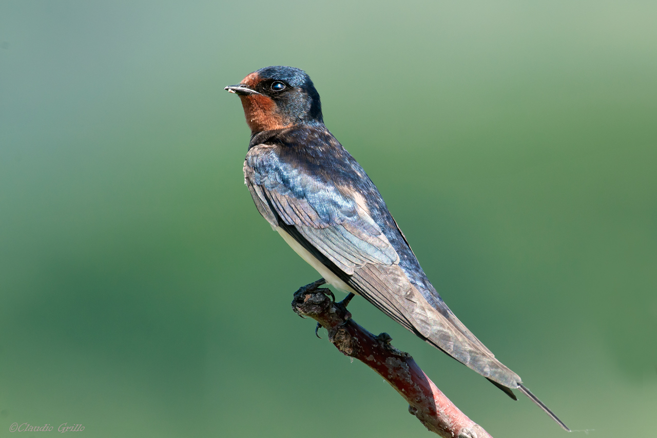 Swallow