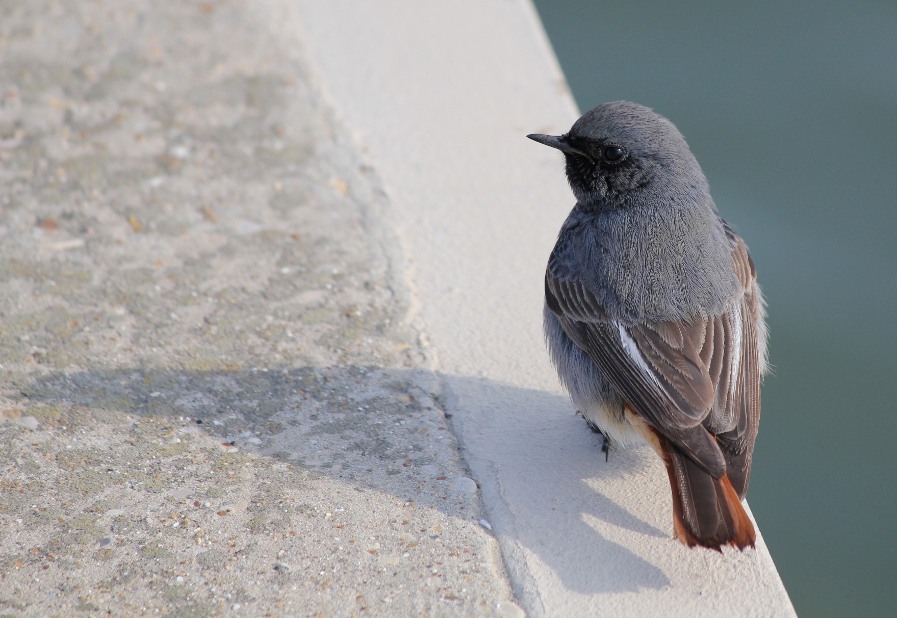 the long channel fiimicino