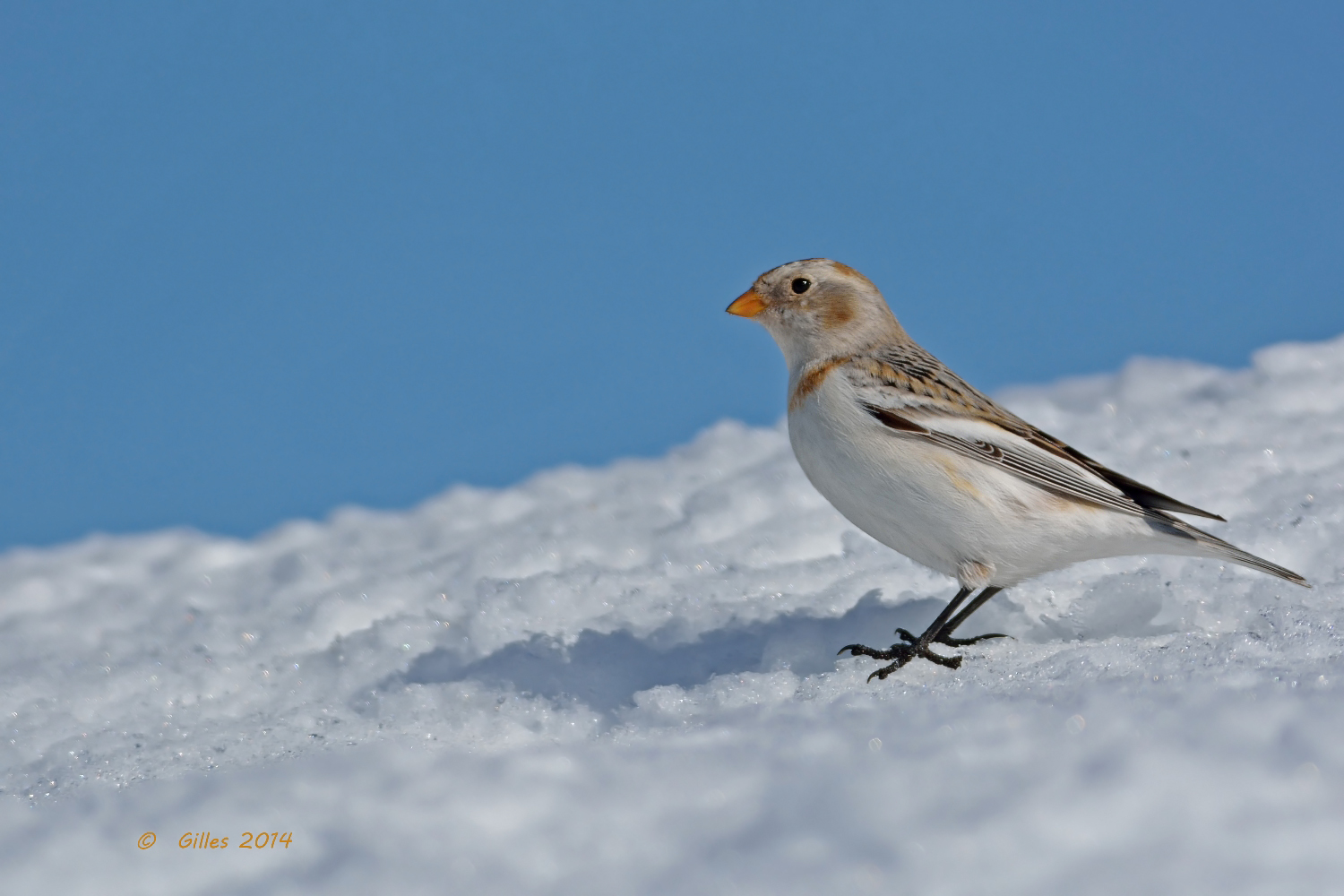 Zigolo delle nevi (Plectrophenax mivalis)