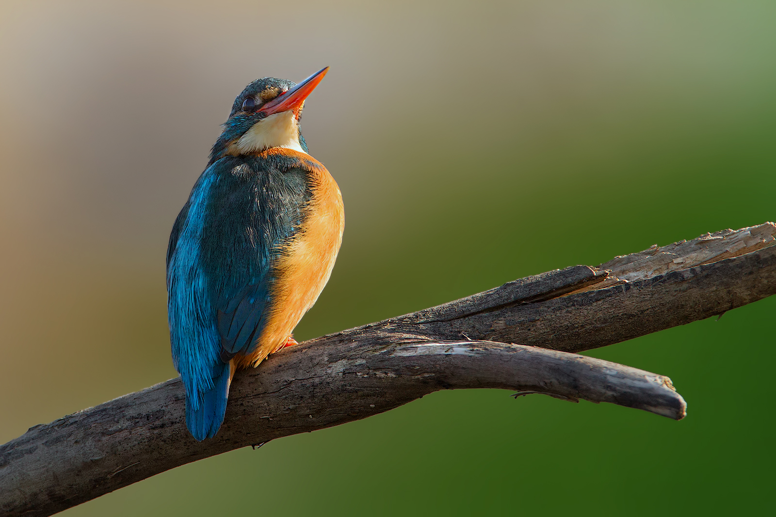 Martino all'alba (Tamron 600mm)