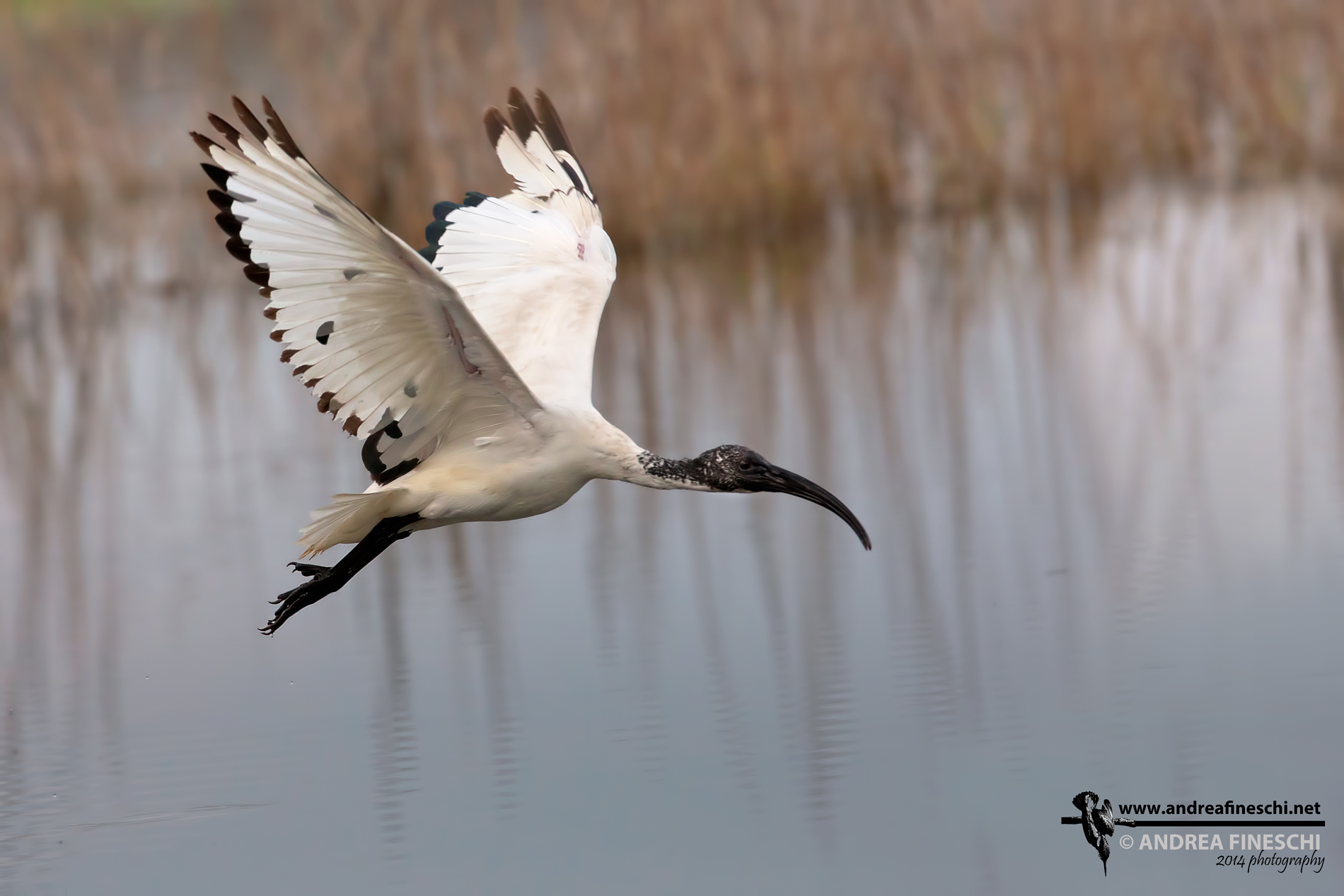 Ibis sacro in volo al tramonto