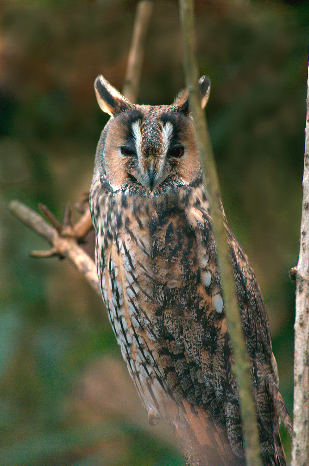 Il e del bosco degli elfi