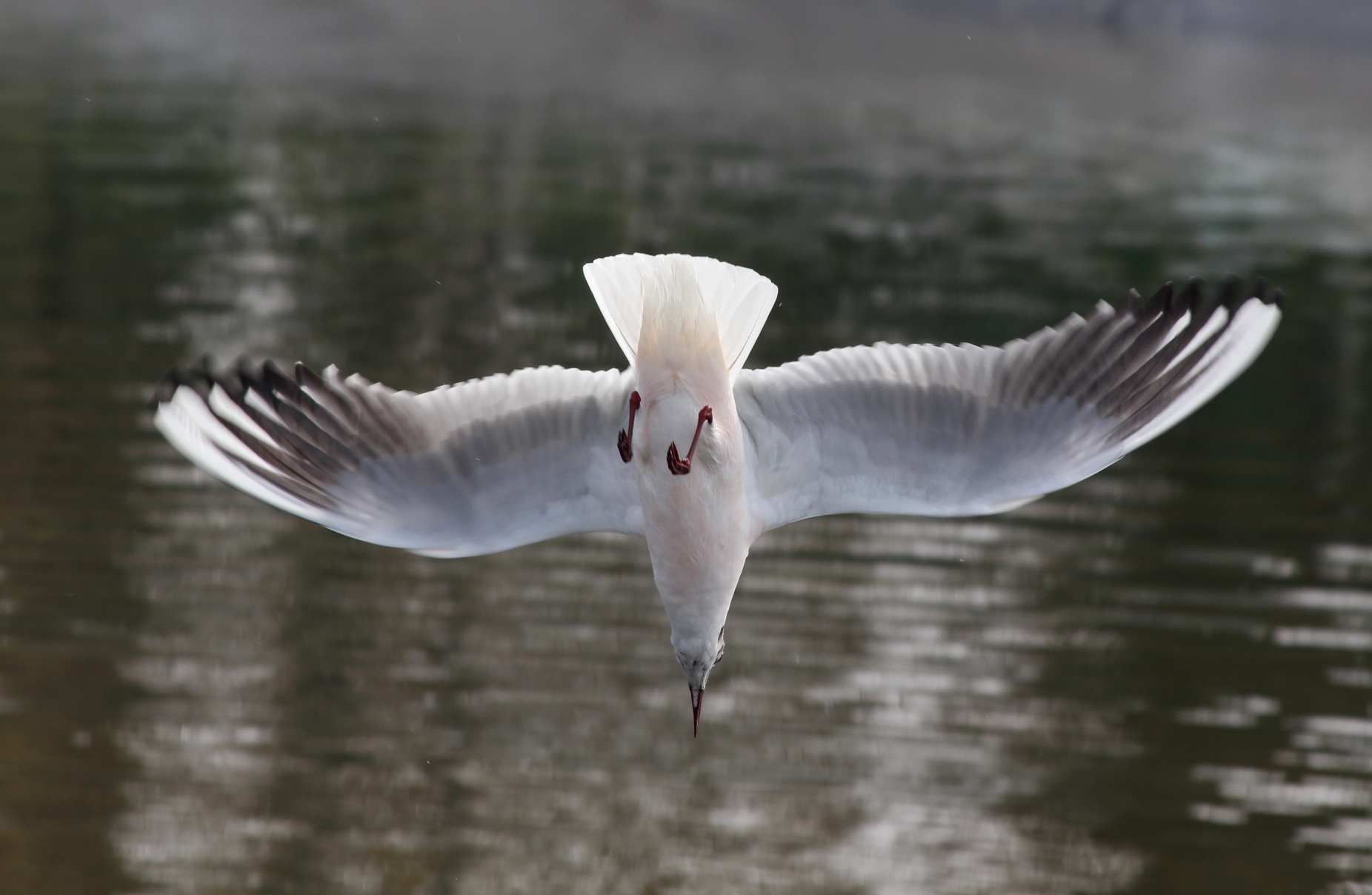 so it takes a nosedive with the anti g suit