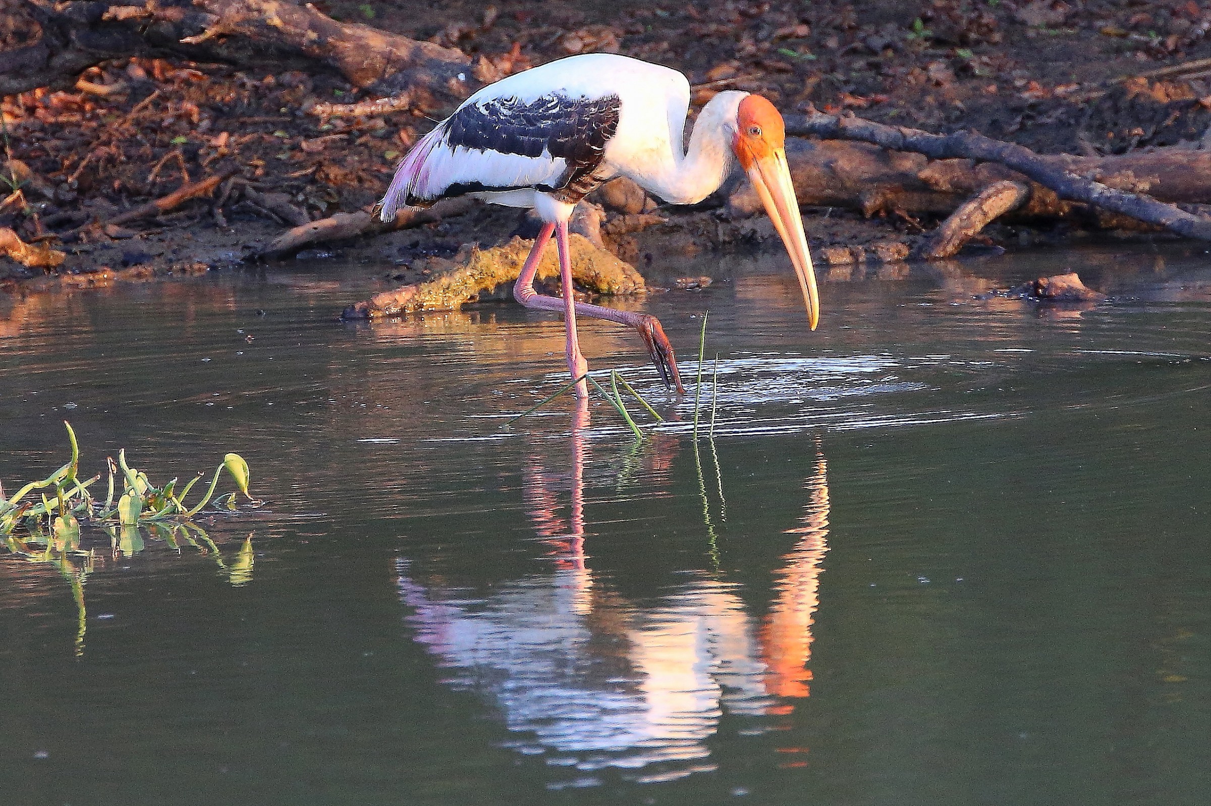 Painted-headed Ibis