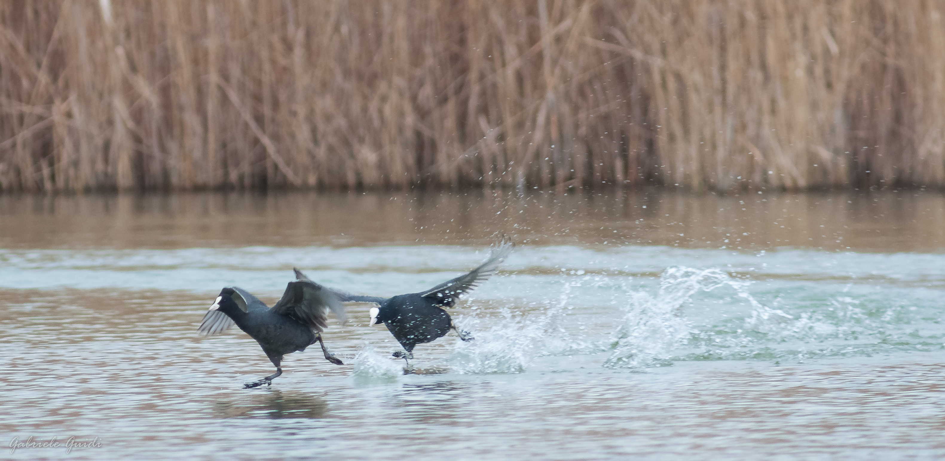 Rincorsa delle Folaghe