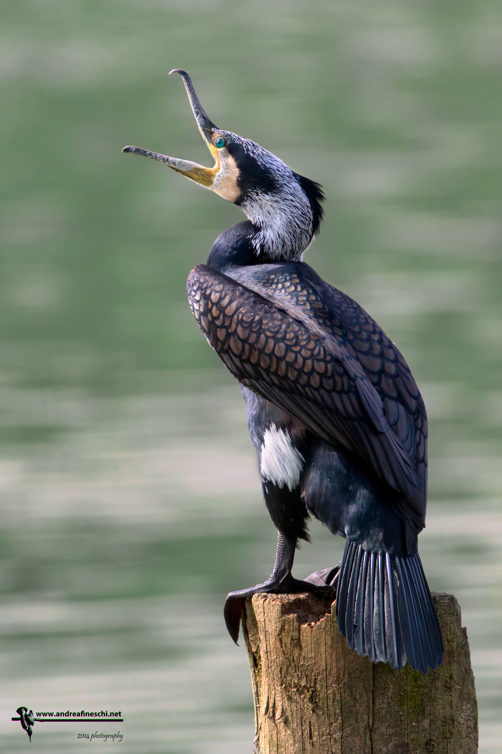 Cormorano in abito nuziale