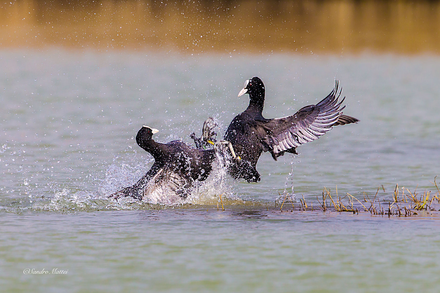 Barrel .... orbi between coots .....