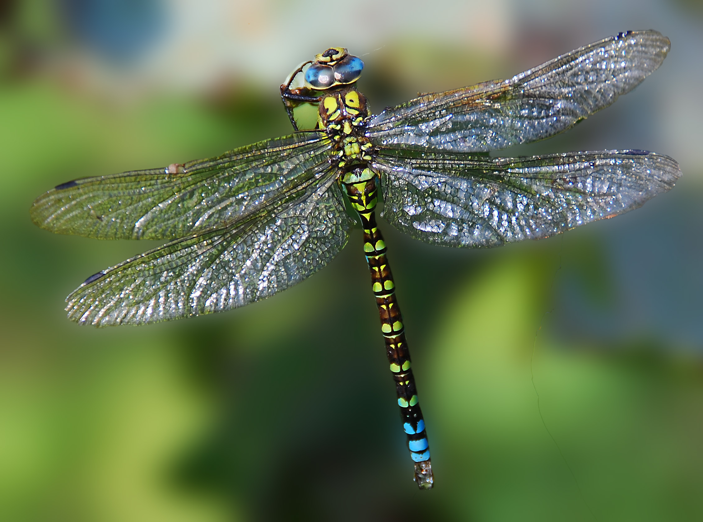 dragonfly