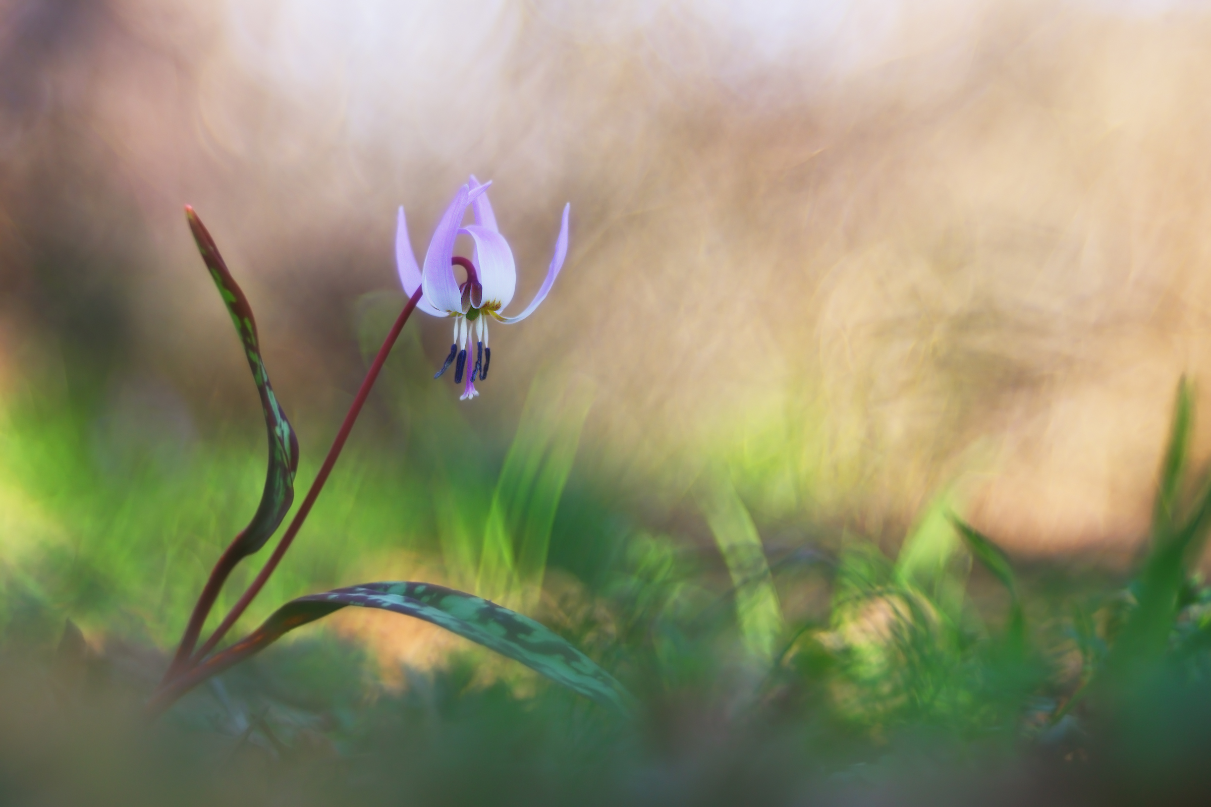 Erythronium dens canis