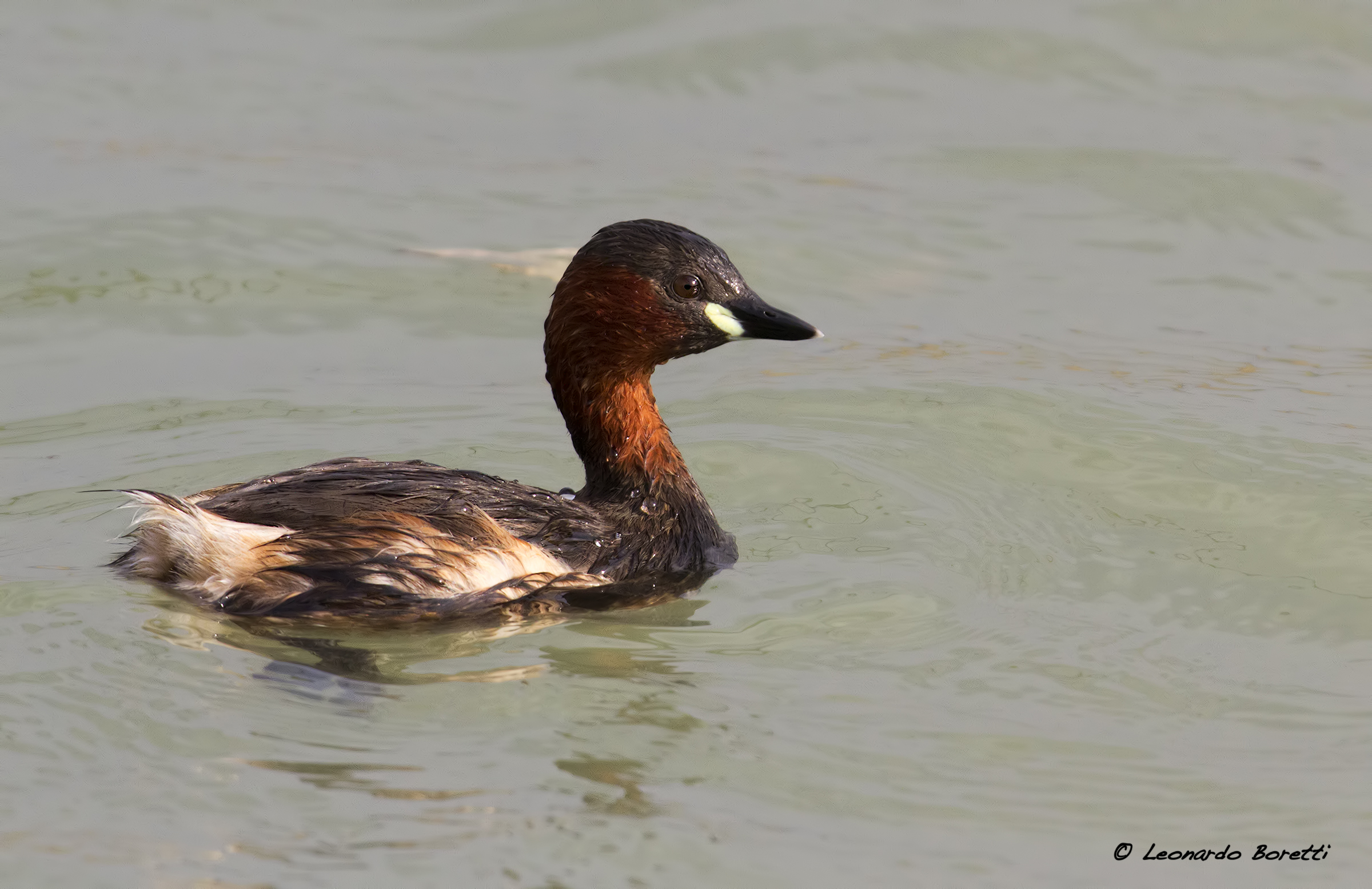 Little Grebe