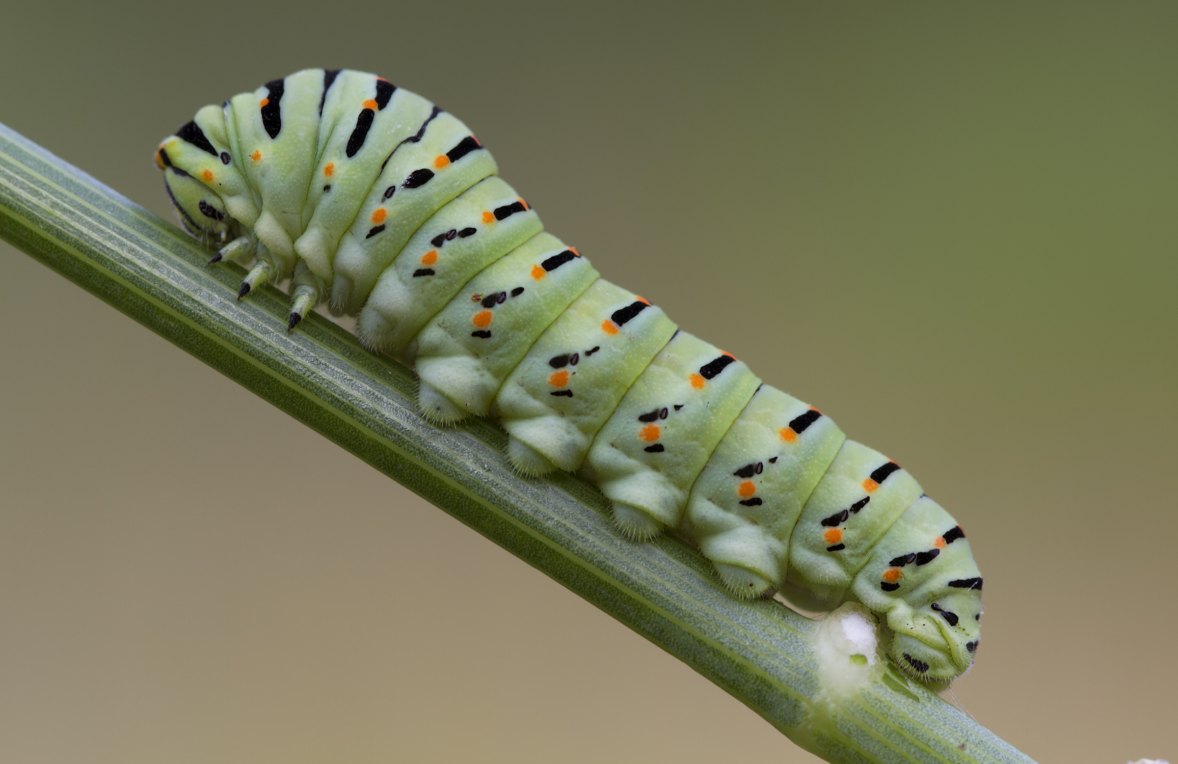 swallowtail caterpillar