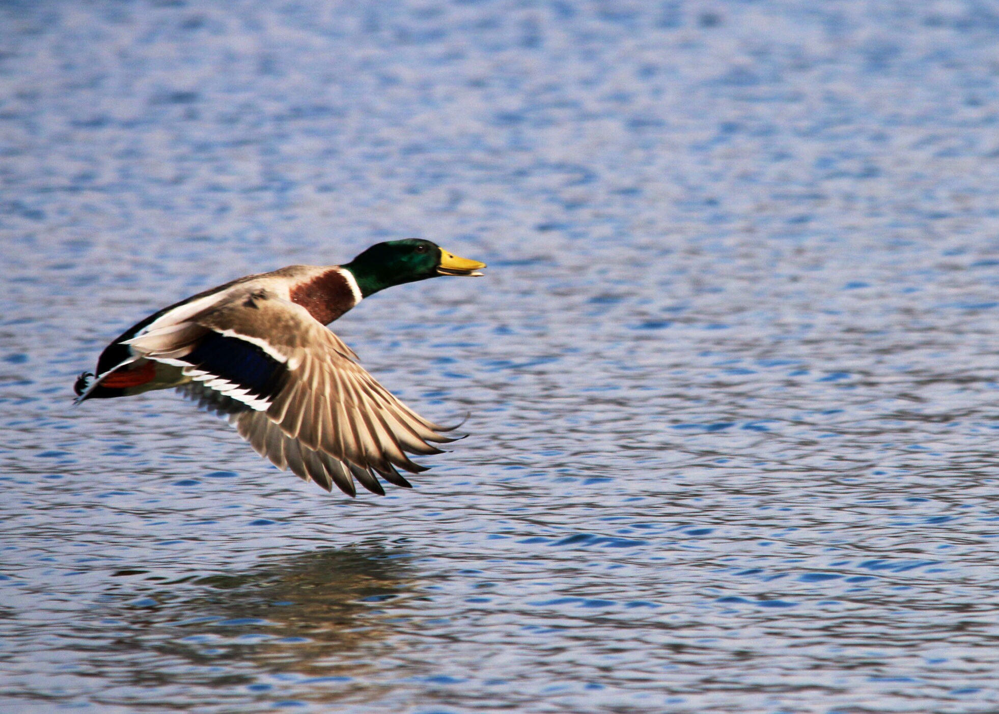 Germano volo radente
