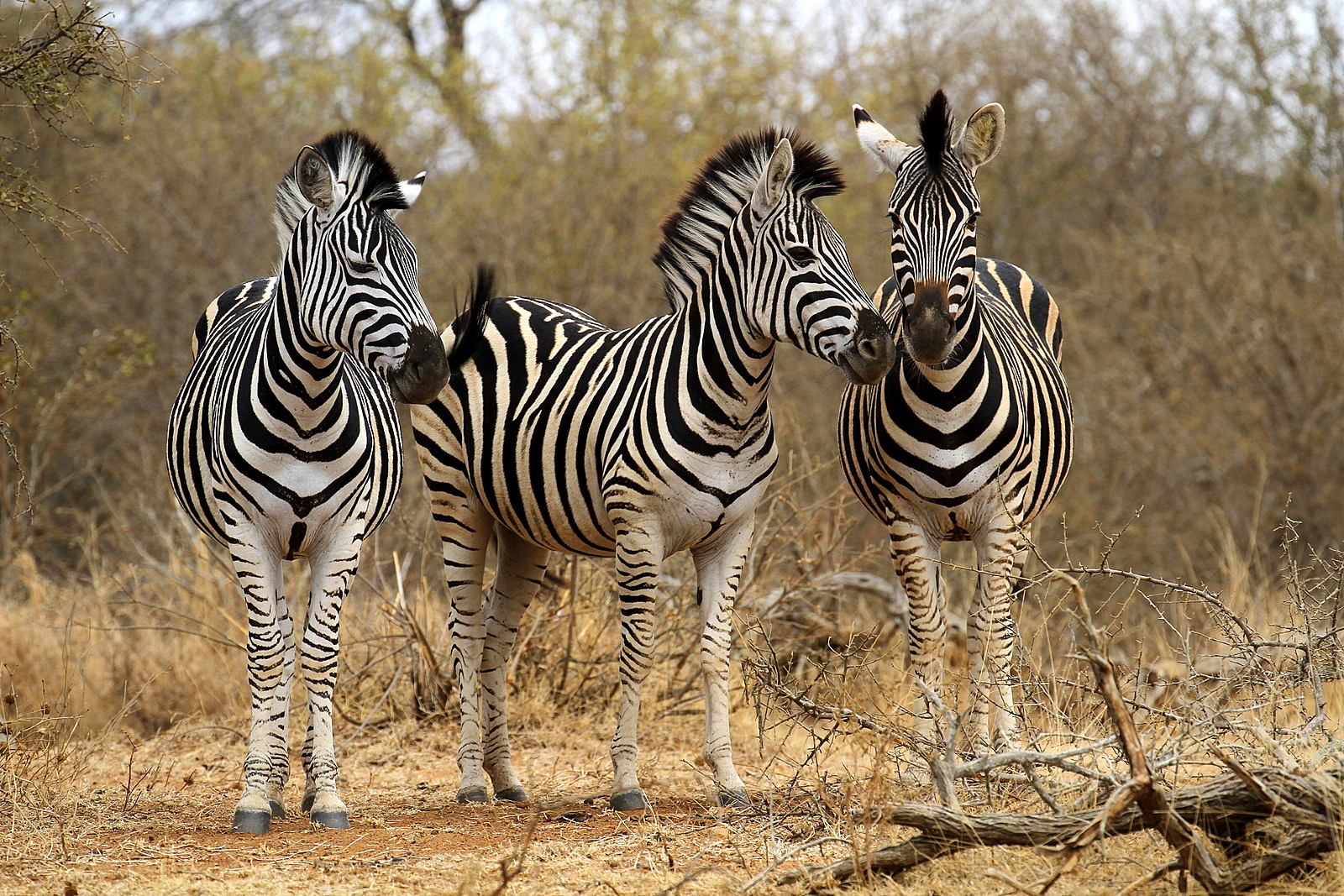Burchell's Zebras