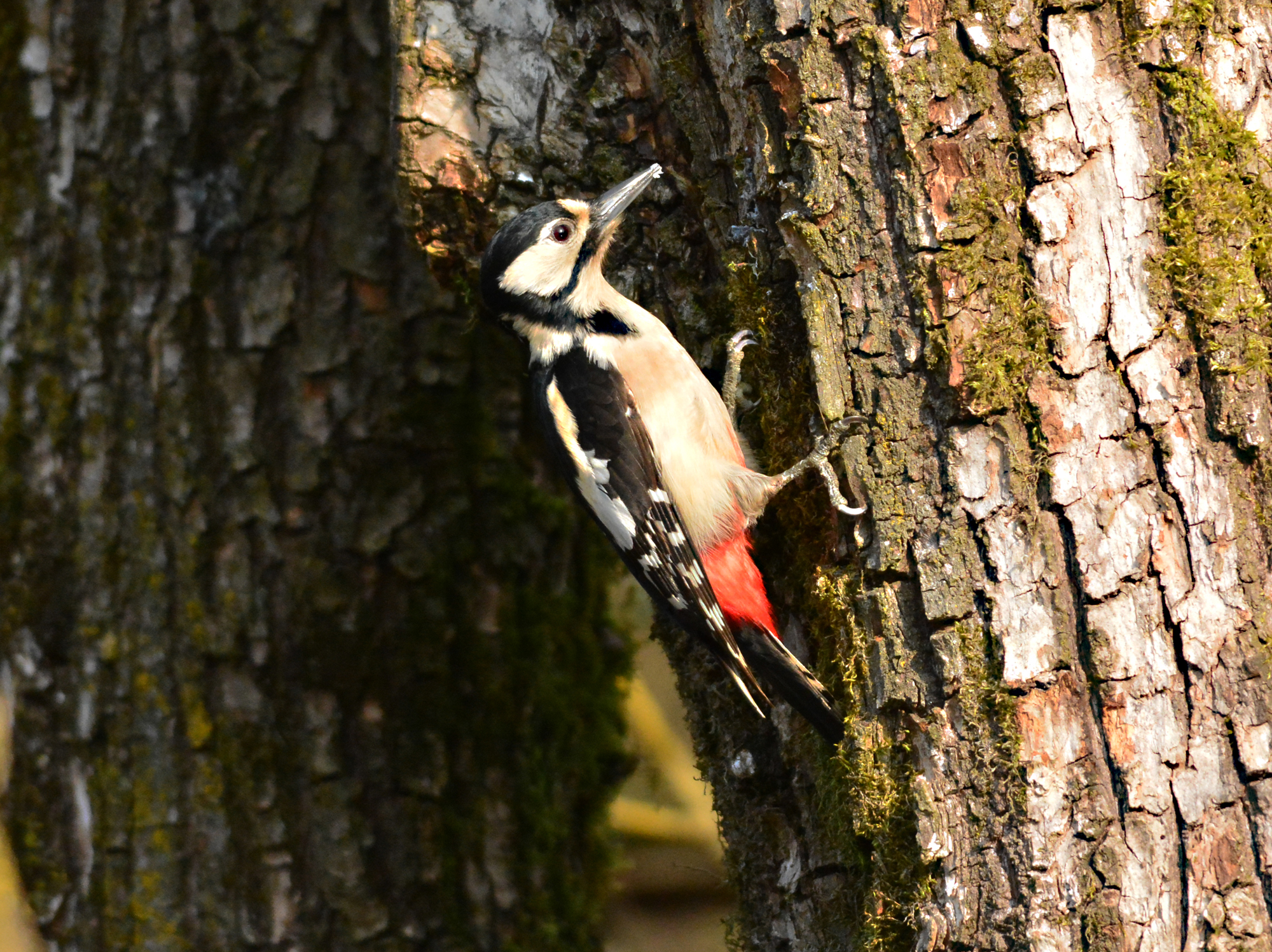 picchio rosso maggiore femminuccia