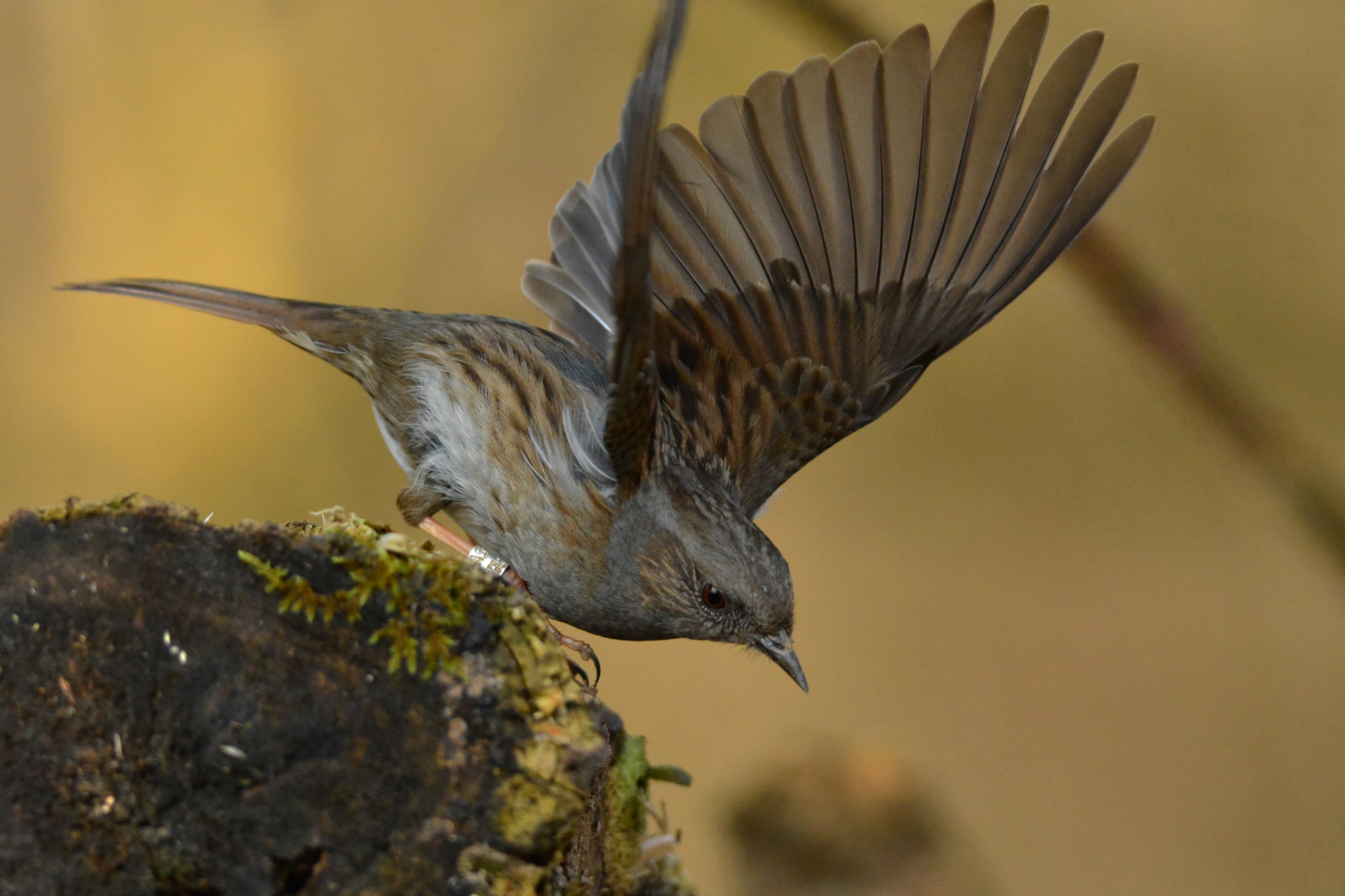passera scopaiola al decollo