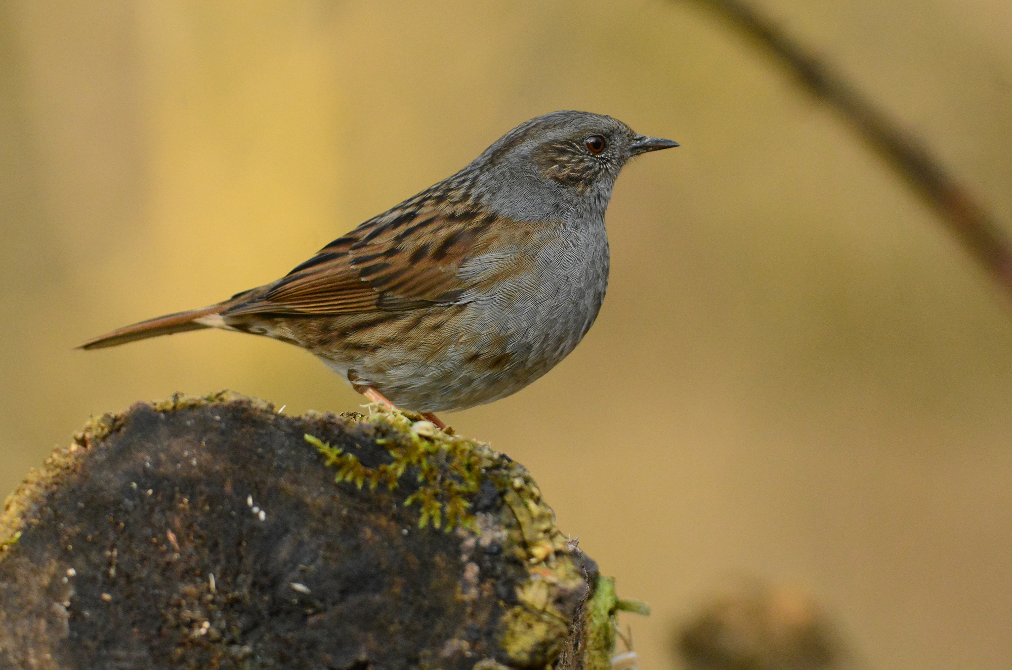 passera scopaiola assorta