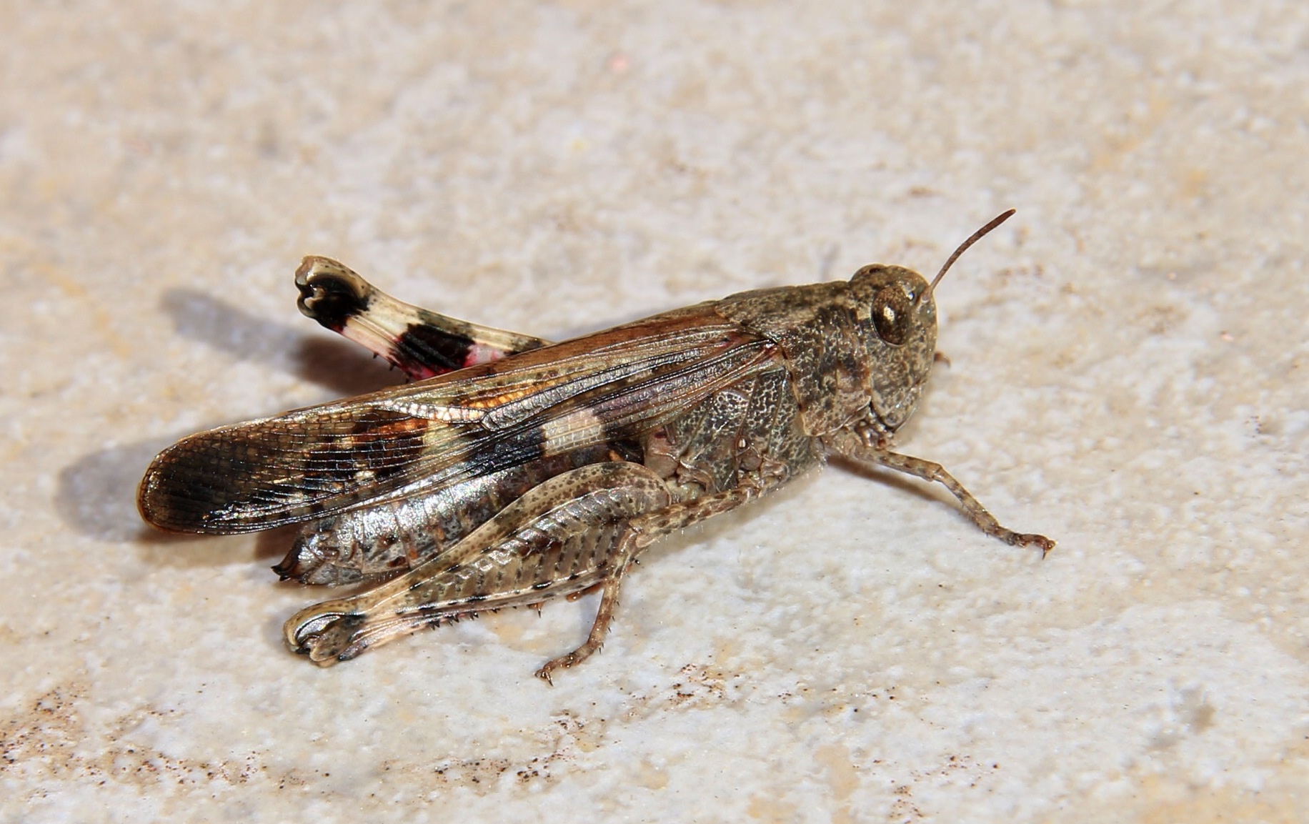 Cavalletta particolari