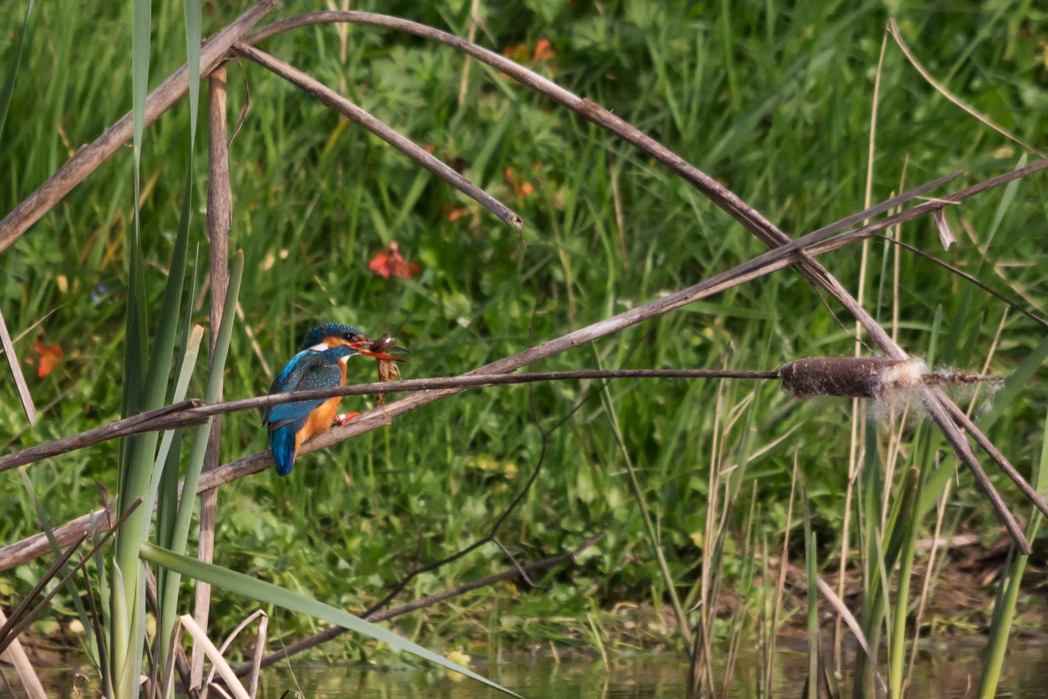 My first Kingfisher