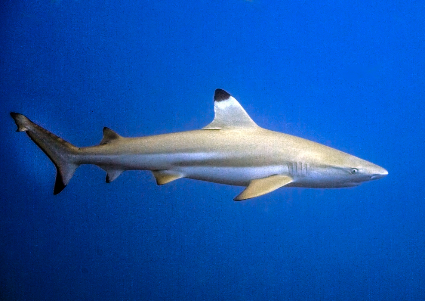 carcharhinus blacktip