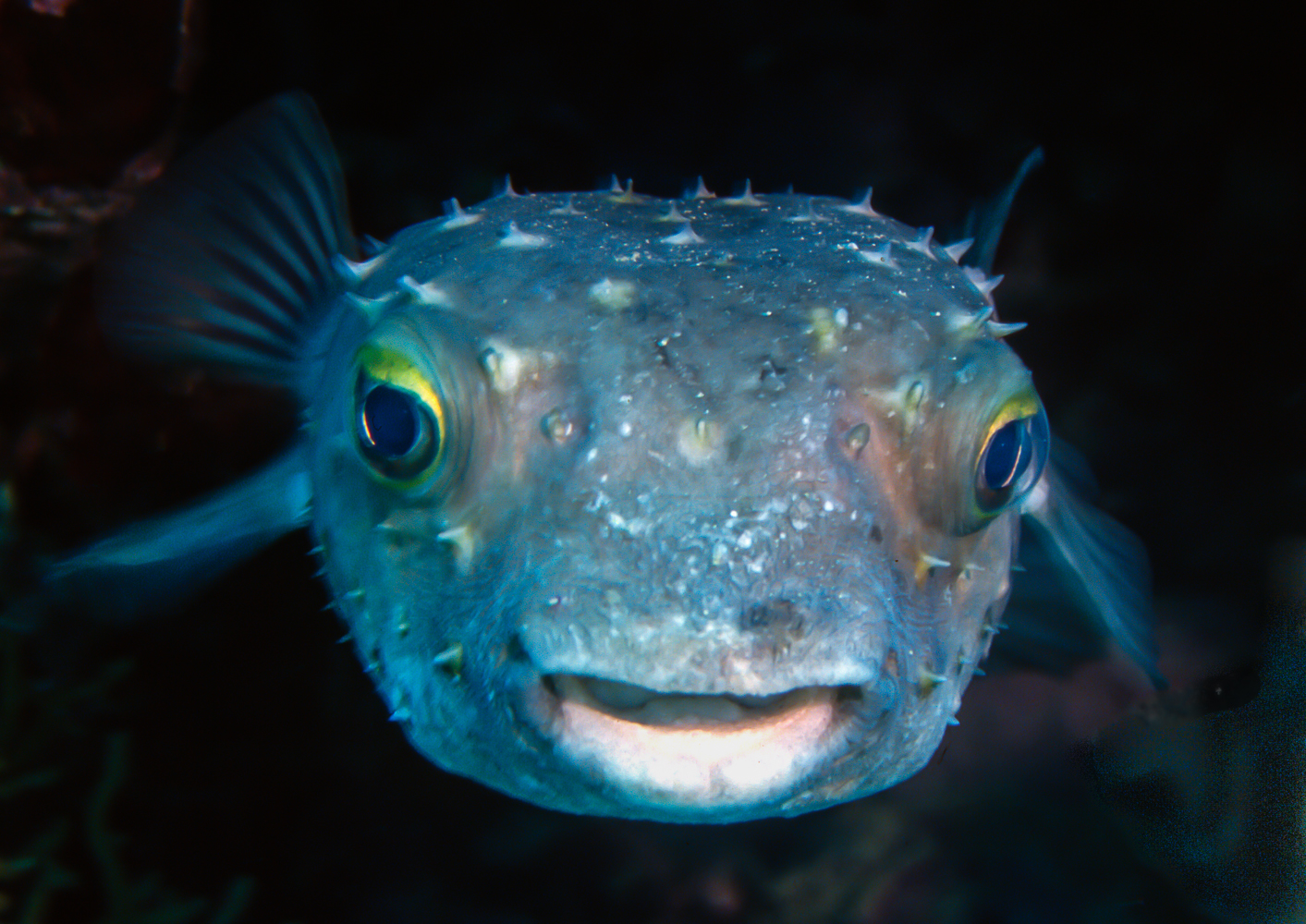 cyclichtys spilostylus