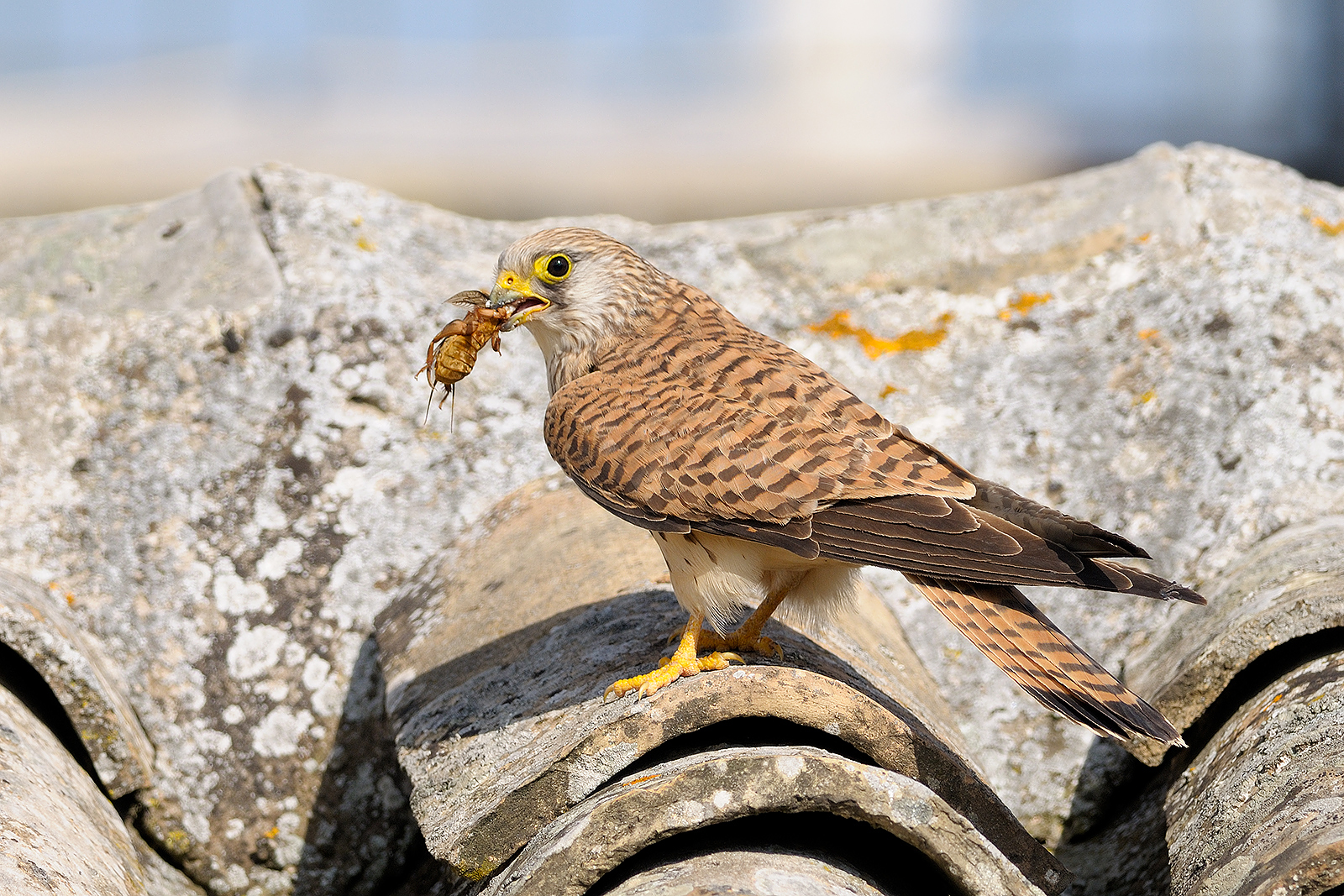 Grillaio femmina con preda