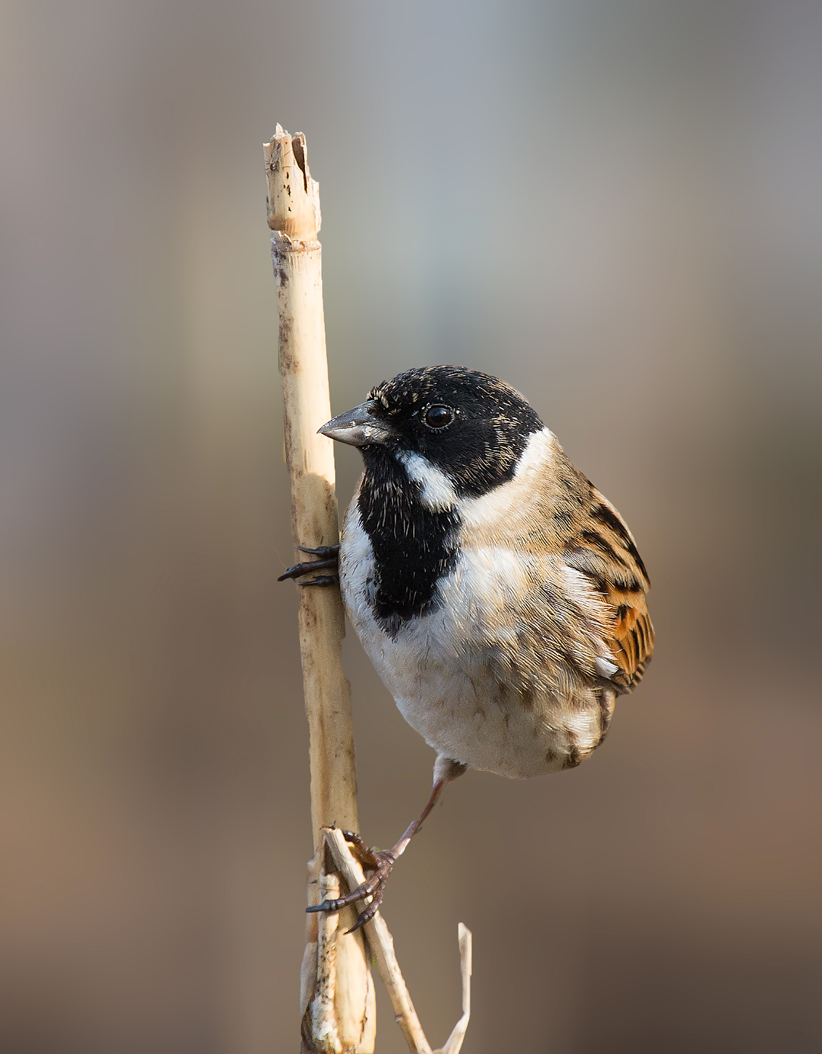 Migliarino di palude -maschio