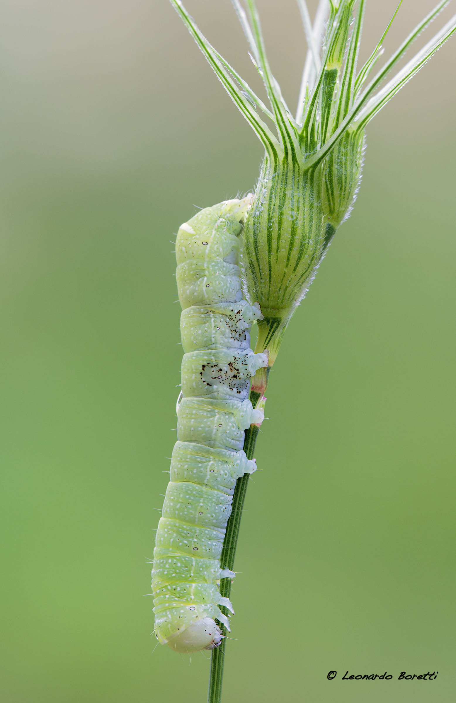 Caterpillar to identify ...